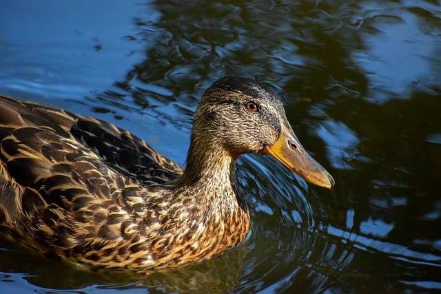 10 tips til at løse selv de sværeste krydsord
