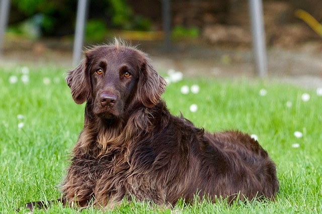 Sådan vælger du en hund der passer til din hverdag og bolig